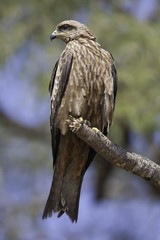Black kite