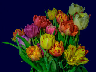 Plakaty  Dzieła sztuki kwiatowy martwa natura kwiat makro kwitnącego tulipana bukiet/kiść na niebieskim tle w żywych naturalnych kolorach, czerwony, różowy, fioletowy, żółty i zielony liście