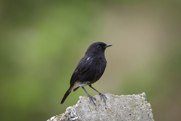 Indian robin