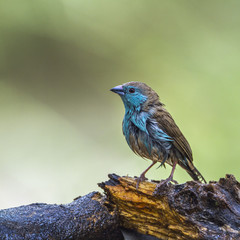 Blue-breasted Cordonbleu in Mapungubwe National park, South Africa