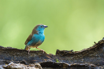 Blue-breasted Cordonbleu in Mapungubwe National park, South Africa
