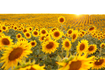 Sunflower field at sunset, summertime