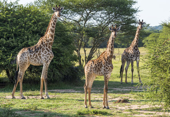 Naklejka na ściany i meble giraffes in the wild in south africa