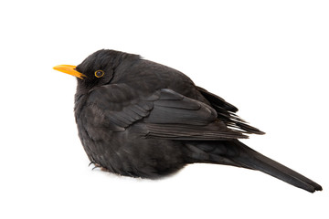 blackbird (Turdus merula)