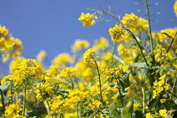 菜の花畑