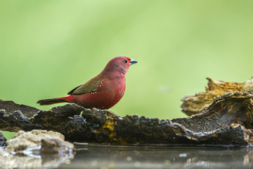 Jameson's Firefinch in Mapungubwe National park, South Africa