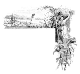 Frau beim Obst pflücken auf einer Leiter