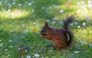 Naklejka na ściany i meble Squirrel eating in spring park
