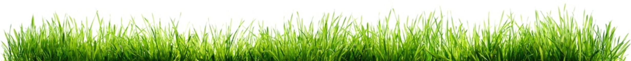 Grass Isolated On White - Spring Border
