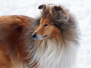 Portrait of  the rough collie on a snow background