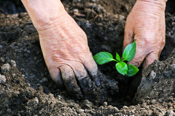 Planting peppers in the spring.