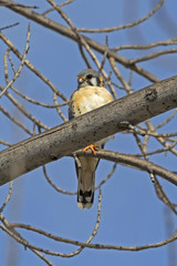 Bird kestrel at Los Angeles park perch