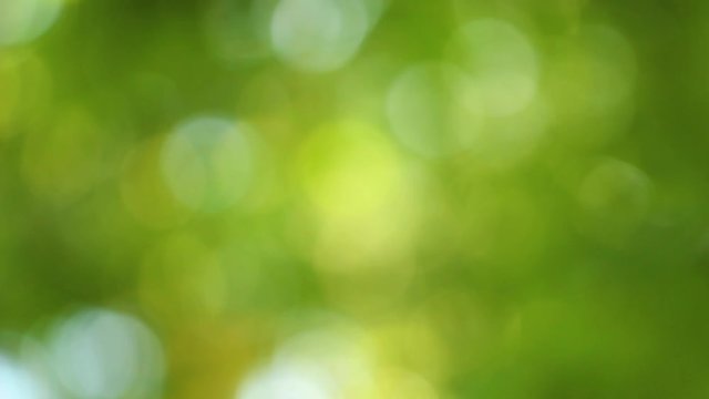 Beautiful blurry green and blue nature background. Blowing on wind green soft  leaves at blue sky. Summer trees swinging on sunny morning outdoors. Out of focus full hd video footage.