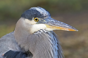Bird great blue heron portrait