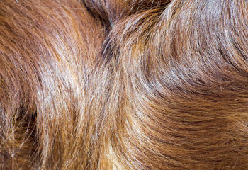 Background idea of brown long dog fur for pet concept