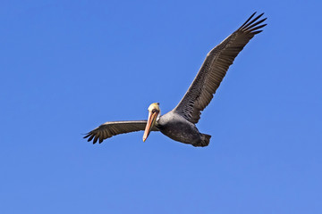 Bird brown pelican soars high above