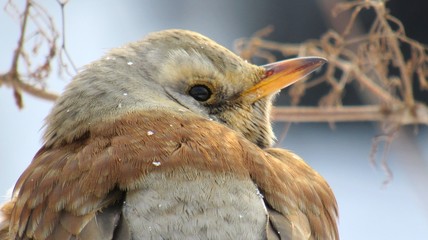 fieldfare (Turdus pilaris) with snowflakes on feathers, sitting on a branch. close-up of bird