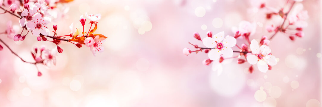 Spring blossom with pink tree flowers in sunny day background 