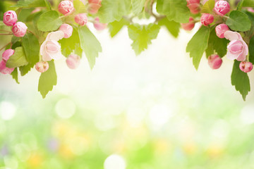 Obraz na płótnie Canvas Spring blossom garden background