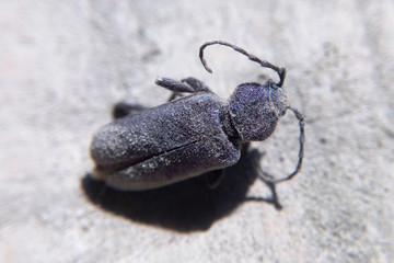 Black beetle mustachio close-up exhibit collection macro photo