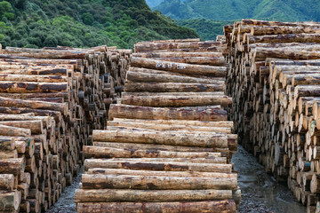 Stacks of pine tree logs in a New Zealand port ready for export