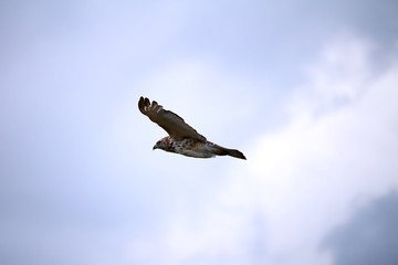 Buzzard flying around up in the blue sky