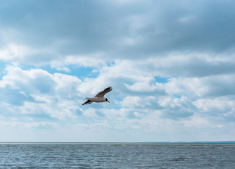 a bird in the sky