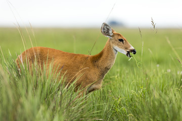 Female Marsh Deer (Blastocerus dichotomus)