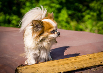 Rassehund Chihuahua Langhaar