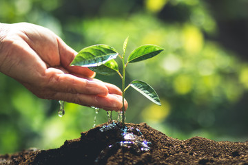 plant a tree passion fruit Sapling in nature light and blackground
