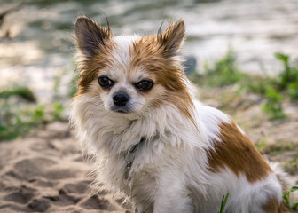 Rassehund Chihuahua Langhaar