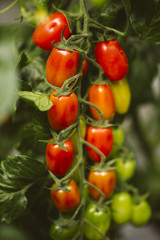 Industrial tomato plantation.