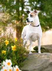 A watchful mixed breed dog standing up on a large rock, outdoors in the springtime