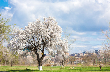 Flowering apple trees against city, Yerevan, Armenia