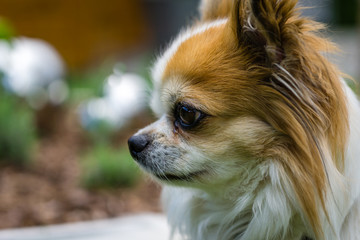 Rassehund Chihuahua Langhaar