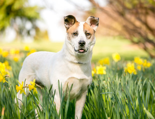 A mixed breed dog outdoors in the springtime surrounded by daffodils