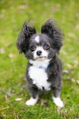 A Long-haired Chihuahua mixed breed dog with fluffy ears