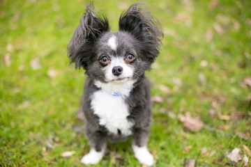 A Long-haired Chihuahua mixed breed dog with fluffy ears