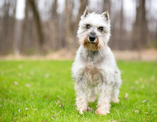 A Miniature Schnauzer dog outdoors