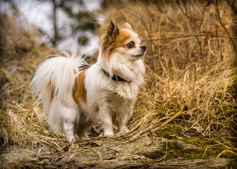 Rassehund Chihuahua Langhaar