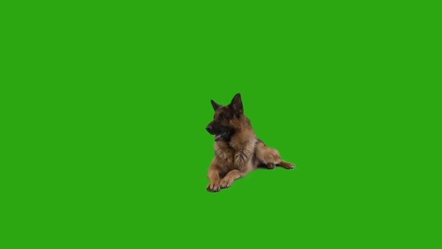 funny German Shepherd and  green screen