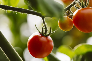 Industrial tomato plantation.