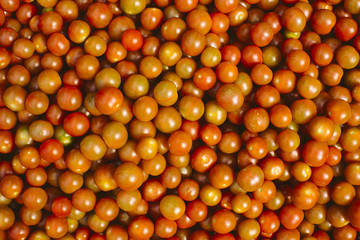 Red tomato background.