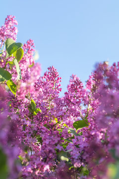 Lilac brunch at the blue sky background