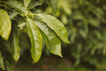 Plantation of avocado trees.