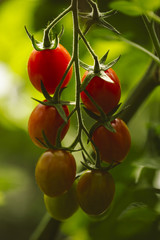 Industrial tomato plantation.