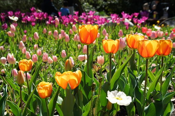 Obraz premium Beautiful and colorful close up shot of Tulip blossom