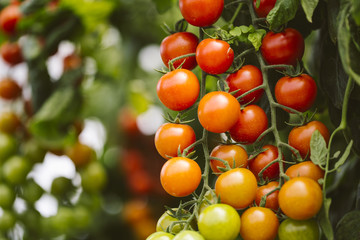 Industrial tomato plantation.
