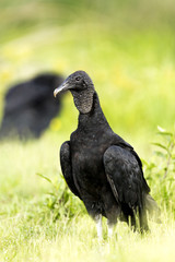 Black Vulture (Coragyps atratus)