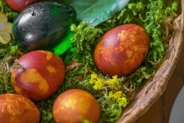 Easter eggs decorated with natural fresh leaves and boiled in onions peels, laying in wicker basket full of grass and thuja branches. dyeing eggs in the morning and celebrating Easter with family